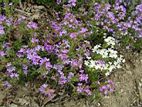 Erinus alpinus (fam Scrophulariacees) (S-O de l'Europe) (2) (Photo F. Mrugala)